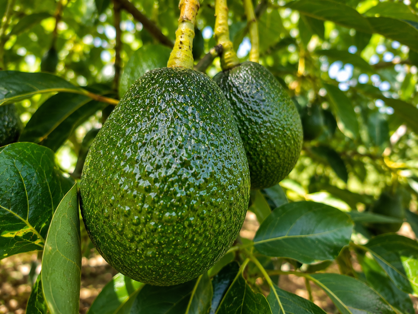 Avokado